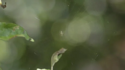 Tiny cross spider in the garden 4K shallow DOF video Stock Footage 256111402