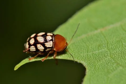 Tiny Cryptocephalus beetle on a leaf. Foto stock