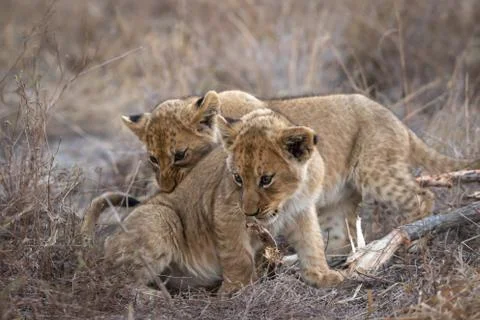 Tiny cubs palying with each other. Stock Photos