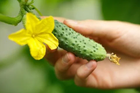 Tiny cucumber Stock Photos
