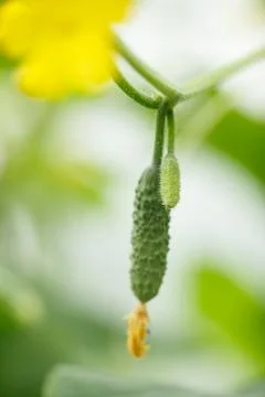 Tiny cucumber Stock Photos