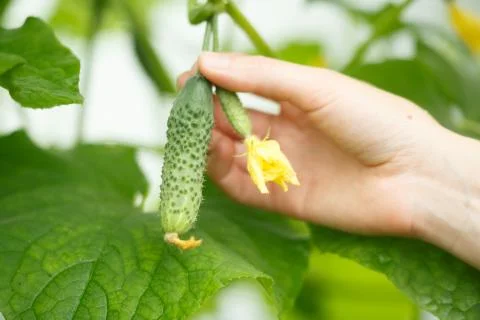 Tiny cucumber Foto stock