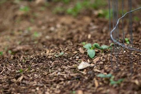 Tiny Cucumber Seedlings Stock Photos