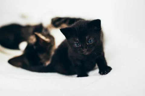 Tiny curious black kitten with blue eyes Stock Photos