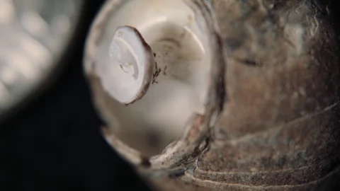Tiny Curly Shell by a Dime Video stock 80158241