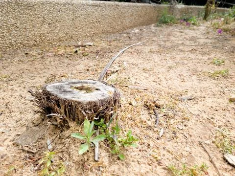 A Tiny Cut Tree Stockfoto's