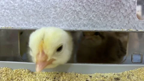 Tiny Cute Adorable Baby Chicken Animals Eating Food During Springtime Stock Footage 130717514