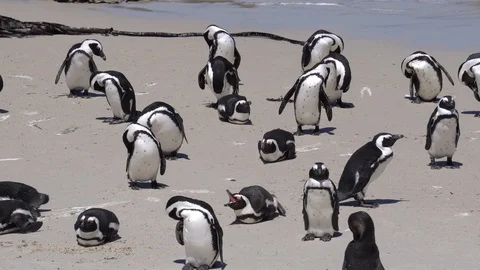 Tiny cute African penguins colony at Boulders beach South Africa Vídeos de archivo 103764532