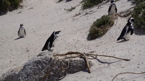 Tiny cute African penguins walking at Boulders beach South Africa Vídeos de archivo 103771477