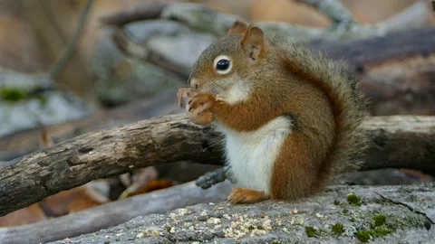Tiny Cute Baby Brown White Breasted Squirrel Nibbles Perched on Log Eating Stock Footage 140157847