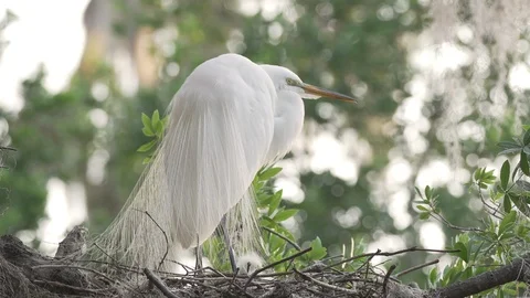 Tiny cute baby great egret chicks under mom in a nest Orlando Florida Video stock 127379729