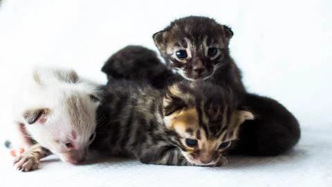 Tiny cute bengal kittens of different colors on a white background Stock Photos