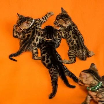 Tiny cute bengal kittens of different colors on an orange background Stock Photos