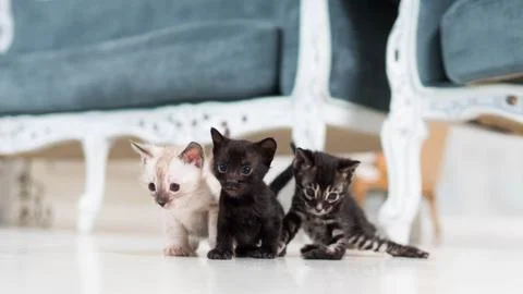 Tiny cute bengal kittens of different colors Stock Photos