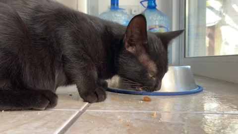 A tiny cute black kitten is eating food from his bowl. Stock Footage 161529235
