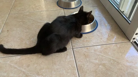 A tiny cute black kitten is eating food from his bowl. Vídeo Stock 161529311