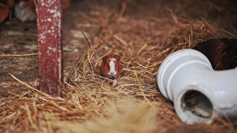 A tiny, cute, brown, baby guinea pig on a bed of straw Stock Footage 320522746