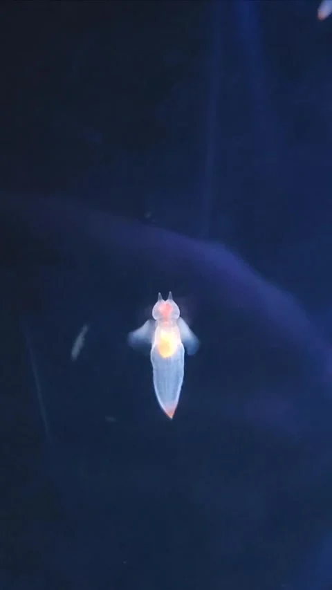 Tiny, cute Clione Stock-Footage 307272085