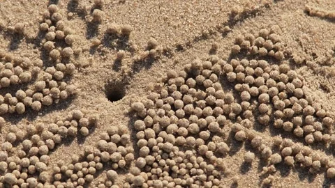 Tiny cute crab at the beach. Stock Footage 306943435