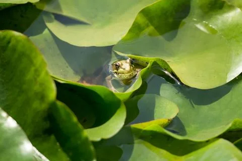 Tiny, cute frog inside of green lily pads in a pond Stock Photos