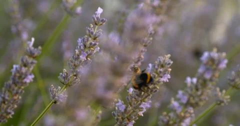 A tiny cute fuzzy bee collecting pollen Stock Photos