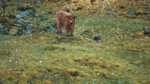 A tiny cute Highlander calf grazing on a rocky field, looking around with Stock Footage 195702642