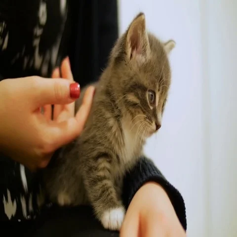 Tiny Cute Kitten Enjoying Being Pet By Owner Stock Footage 69381792