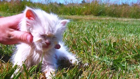 A tiny cute kitten gets pet in an open grass field 스톡 동영상 75689971