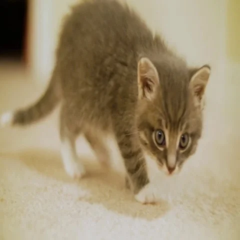 Tiny Cute Kitten Sitting And Looking Around The Room Stock Footage 69381539