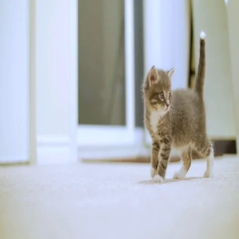 Tiny Cute Kitten Standing And Looking Around And Then Getting Scared Stock Footage 69380947