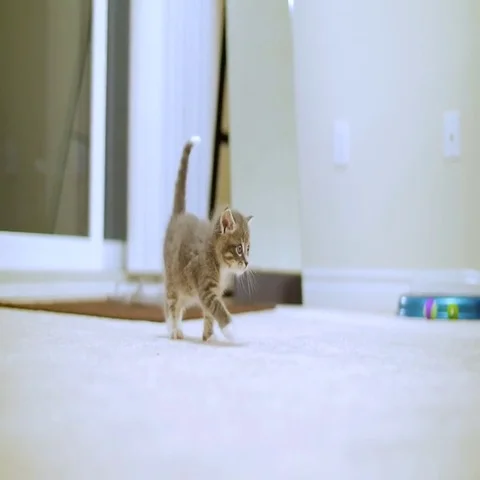 Tiny Cute Kitten Walking Towards Camera Stock Footage