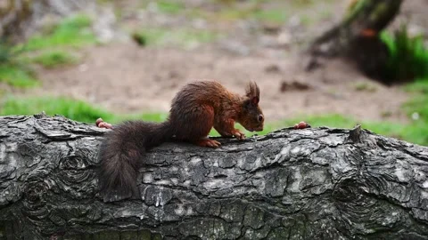 Tiny cute Red Squirrel eating nuts on a fallen tree in the forest. Slow Stock Footage 182974447