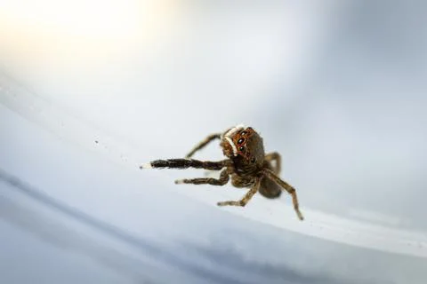 A tiny cute spider Stock Photos