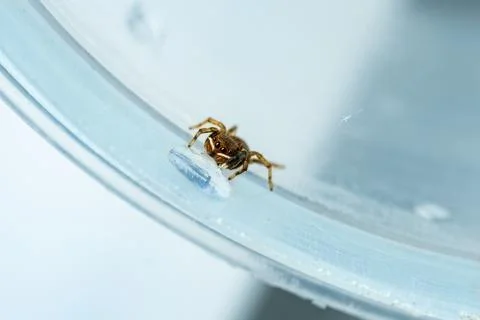 A tiny cute spider Stock Photos