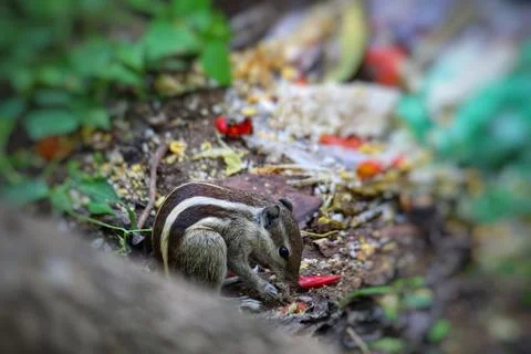 Tiny cute squirrel enjoying food in wild nature HD Stock Photos