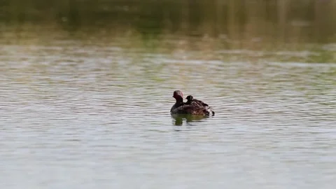 Tiny Dabchick chick piggyback on red necked collar Little Grebe, floating Stock Footage 157409990