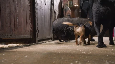 Tiny dachshund investigates pig inside barn enclosure carefully. Small brown dog Stock Footage 338440854