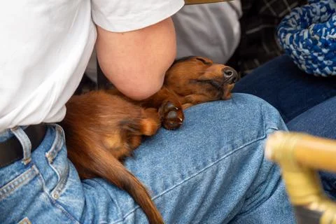 Tiny dachshund rests peacefully on human lap Stock Photos