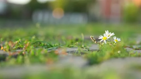 Tiny daisy chamomile flowers growing through stone path in green background Stock Footage 171664898
