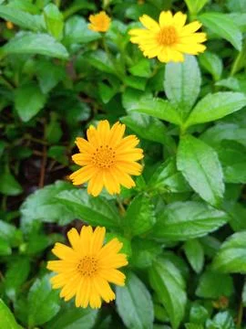 Tiny daisy flower Stock Photos