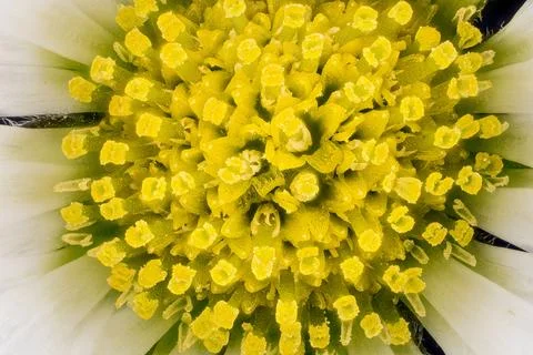 Tiny daisy flower under microscope yellow stamen visible, image width 9mm Stock Photos