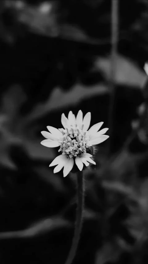 Tiny Daisy Flower, Vertical Dark BNW 動画素材 281418876