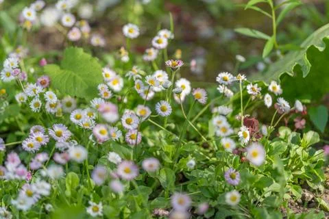 Tiny daisy meadow with dewy light, scattered white and pink flowers across gr Stock Photos