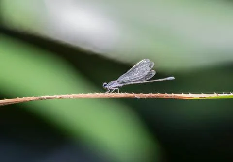 A Tiny Damselfly the Purple Dancer (Argia pulla) Perched on Vegetation  Stock Photos