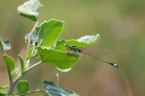 A tiny Damselfly sitting on a green leaf - Beautiful animals concept. Foto stock
