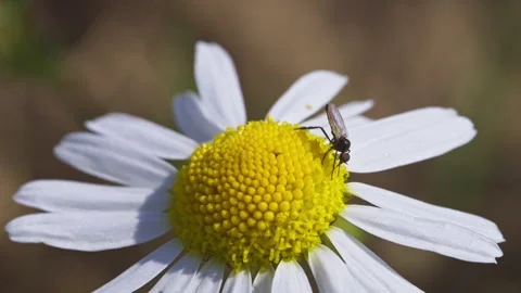 Tiny dance fly (empis) eating on a daisy flower Stock Footage 341969661