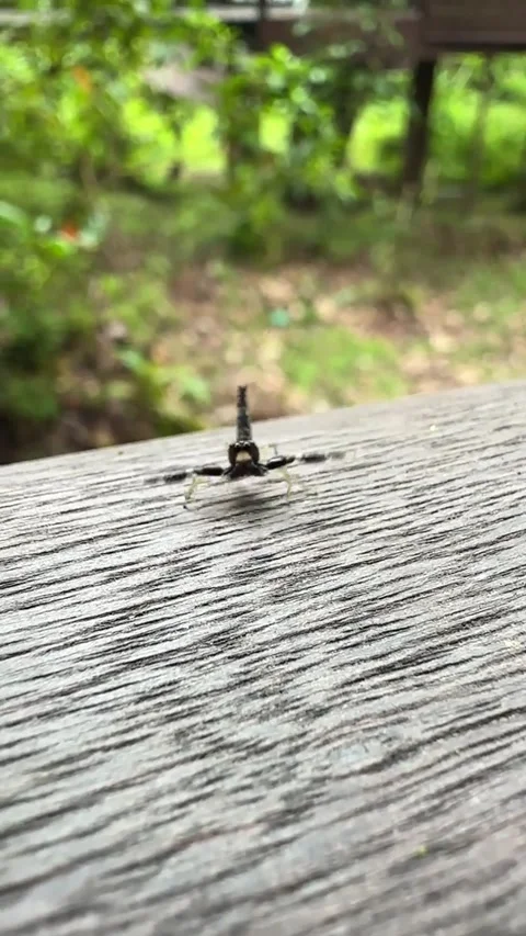 Tiny Dancing Spider, Danum valley, Sabah, Borneo - 01 Jan 2026 Stock Footage 325731153