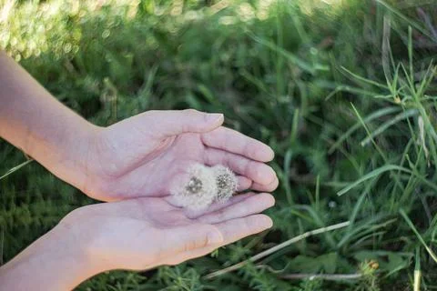 Tiny dandelion in the boys hands Stock Photos