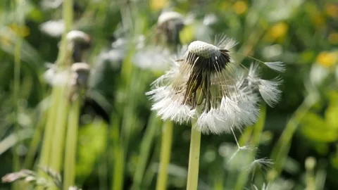 Tiny dandelion flower seeds on windy day close-up Video stock 76724169