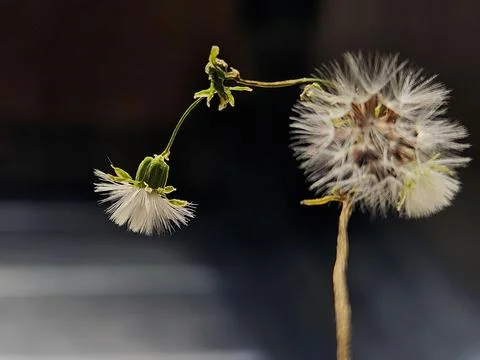 Tiny dandelion flowers in focus Stock Photos
